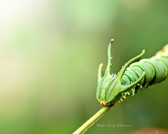 Polyura hebe