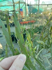 Carmichaelia williamsii