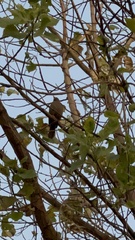 Turdus chiguanco