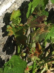 Synchytrium australe