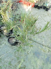 Carmichaelia williamsii