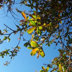 Punica