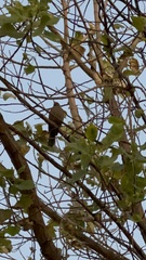 Turdus chiguanco
