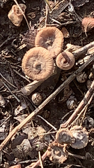 Collybiopsis villosipes