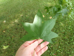 Diaspidiotus liquidambaris