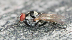 Anthomyia oculifera