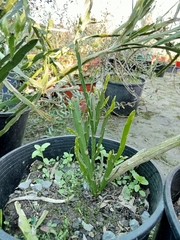 Carmichaelia williamsii