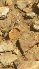 Salticidae