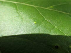 Diaspidiotus liquidambaris