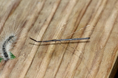 Emesaya brevipennis