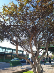 Punica