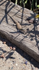 Aspidoscelis exsanguis