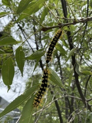 Leucanella viridescens