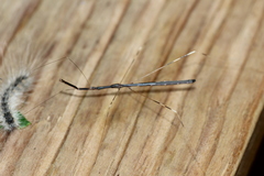 Emesaya brevipennis