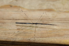 Emesaya brevipennis