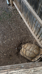 Centrochelys sulcata