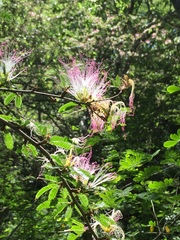Calliandra