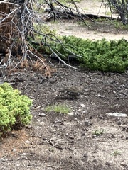 Dendragapus obscurus