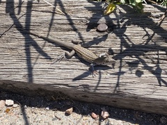 Aspidoscelis exsanguis