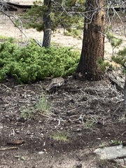 Dendragapus obscurus