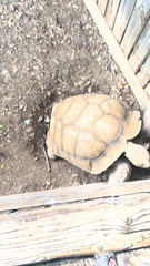 Centrochelys sulcata