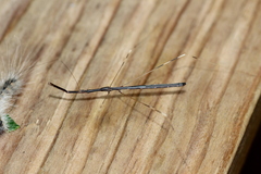 Emesaya brevipennis