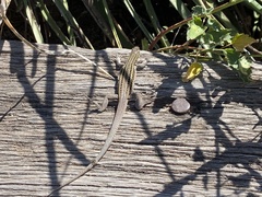 Aspidoscelis exsanguis