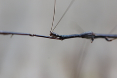 Emesaya brevipennis