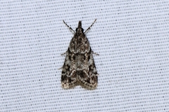 Eudonia heterosalis