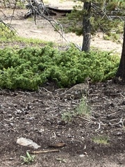 Dendragapus obscurus