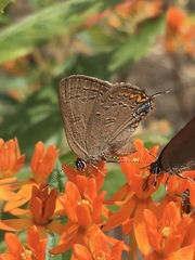 Satyrium edwardsii