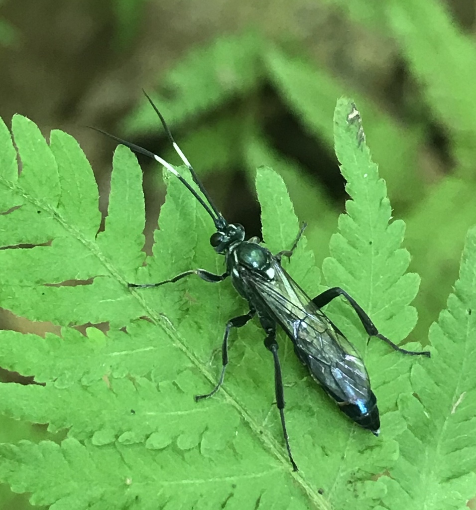 Platylabus