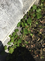 Synchytrium australe