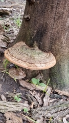 Trametes cubensis