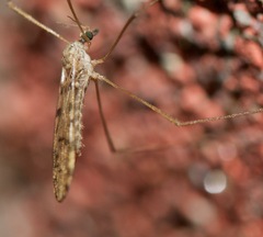 Erioptera armata