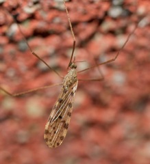 Erioptera armata