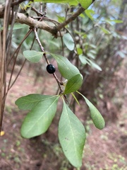 Sideroxylon