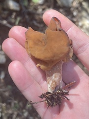 Gyromitra infula
