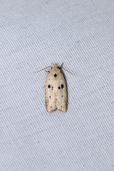 Scythropiodes issikii