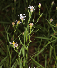 Symphyotrichum ascendens