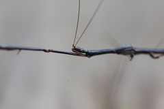 Emesaya brevipennis