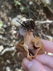 Gyromitra infula