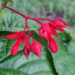 Clerodendrum