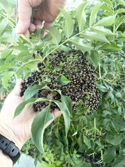 Sambucus canadensis