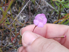 Agalinis obtusifolia