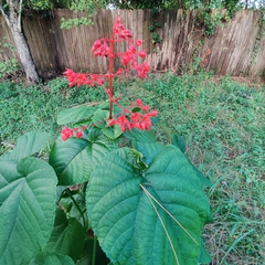 Clerodendrum