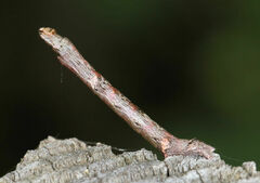 Ectropis crepuscularia