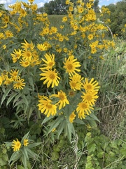 Helianthus grosseserratus