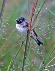 Sporophila