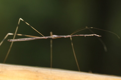 Emesaya brevipennis
